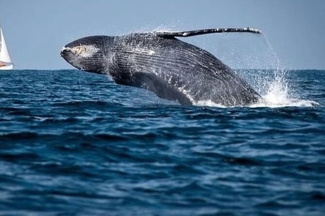 Whale Watching in Cabo: 2-Hour Small Group Tour to The Arch - Cabo’s famous rocks during the first 45 minutes