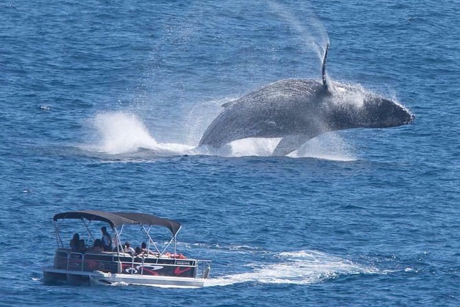 Whale Watching in Cabo San Lucas on board our Luxury Trimaran! - Key points to know before you book