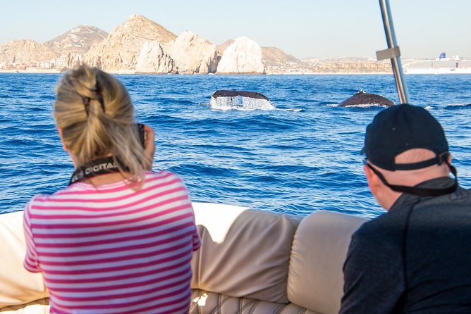 Whale Watching in Cabo San Lucas on board our Luxury Trimaran! - What the two-hour cruise feels like