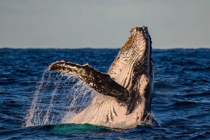 Whale Watching in Cabo San Lucas on board our Luxury Trimaran! - Cabo’s Arch and Land’s End add real value