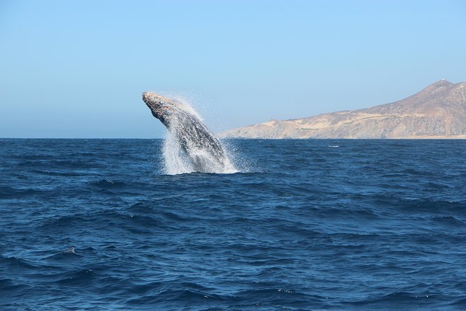 Whale Watching in Cabo San Lucas on board our Luxury Trimaran! - Drinks are included, but lunch is not