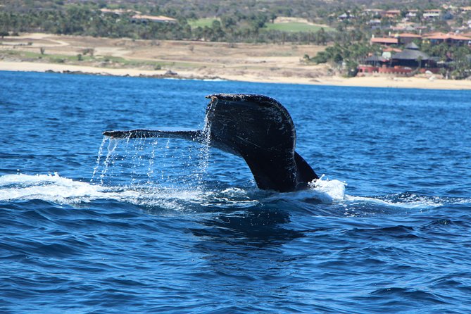 Whale Watching in Cabo San Lucas on board our Luxury Trimaran! - The boat, views, and group size