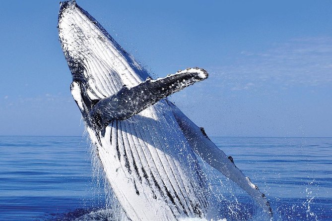 Whale Watching in Cabo San Lucas: Sightseeing Cruise and Shopping - What the smaller boat changes