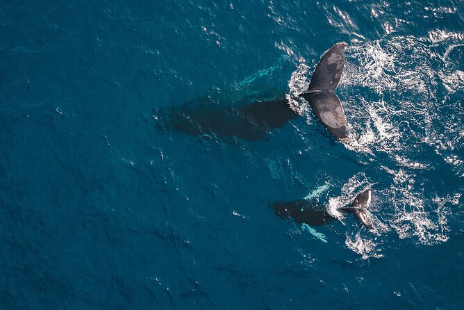 Whale Watching in Cabo San Lucas: Sightseeing Cruise and Shopping - Tequila tasting at the Cabo marina