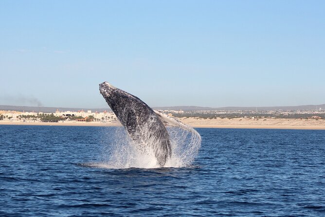 Whale Watching in Cabo San Lucas: Sightseeing Cruise and Shopping - The beach promise needs a weather check