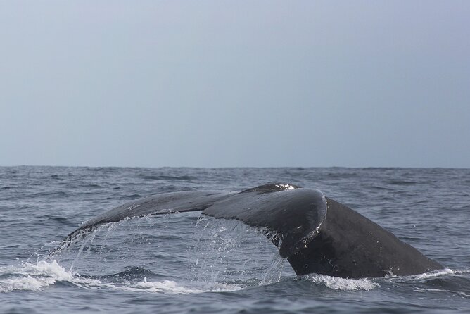 Whale Watching in Cabo San Lucas: Sightseeing Cruise and Shopping - Hotel pickup and the morning schedule