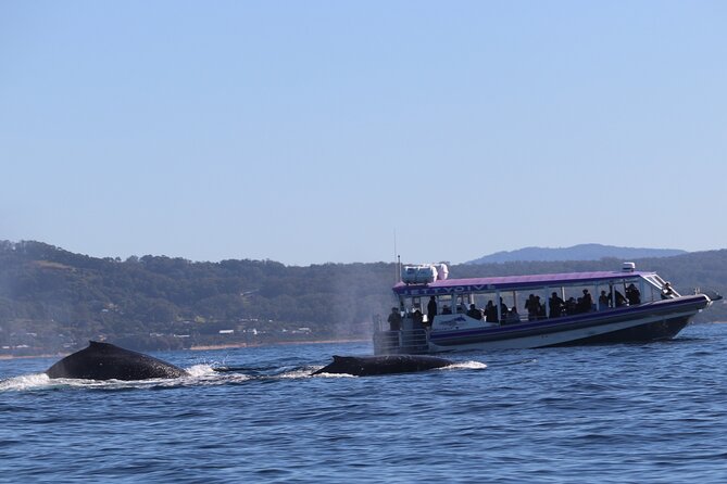 Whale Watching in Coffs Harbour - Key Points to Know Before You Go