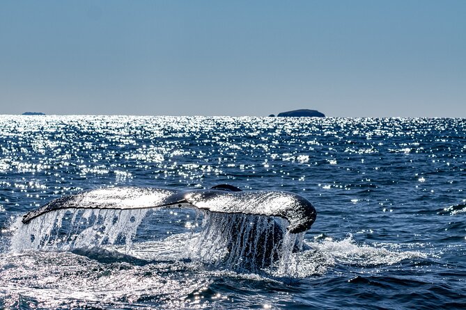 Whale Watching in Coffs Harbour - Meeting at the Coffs Harbour Marina