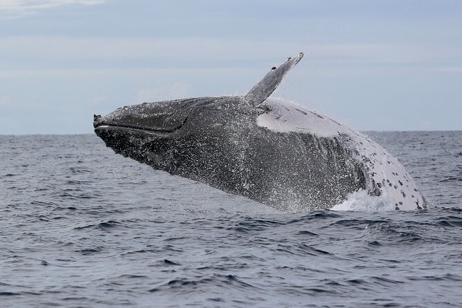 Whale Watching in Coffs Harbour - Is $64.55 Good Value?