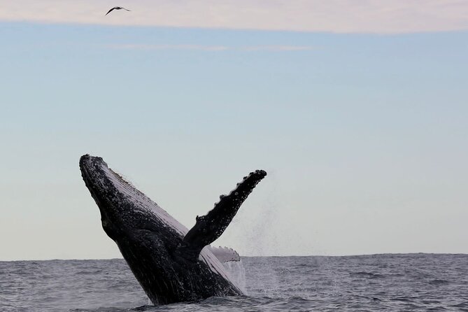 Whale Watching in Coffs Harbour - The First Minutes: Leaving the Harbour