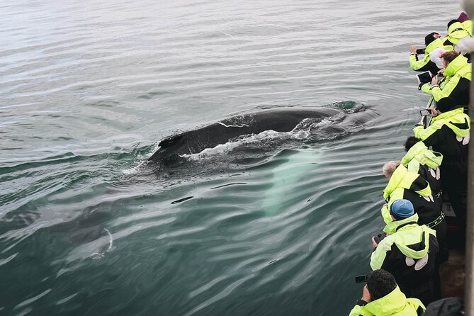 Whale Watching in Husavik - The first hour: getting comfortable on open water