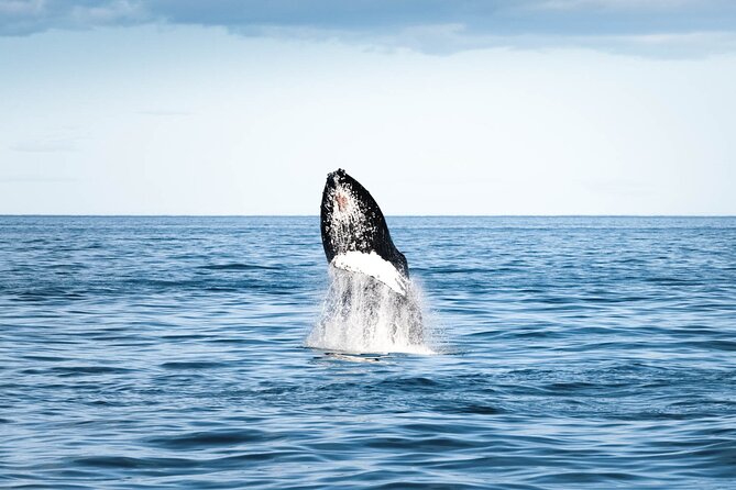 Whale Watching in Husavik - Dolphins, porpoises, and seabirds