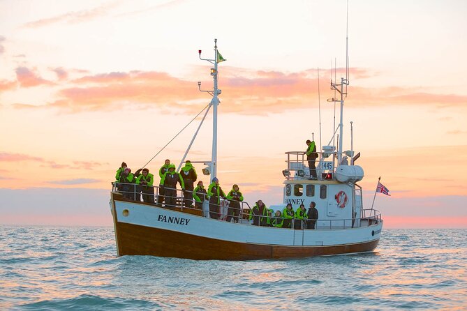 Whale Watching in Husavik - What the guide adds between sightings