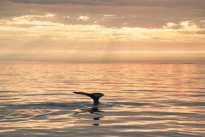 Whale Watching in Husavik - Cold, wind, and the honest comfort check