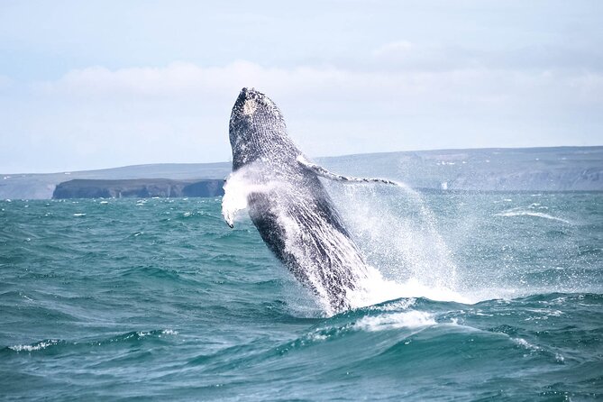 Whale Watching in Husavik - Searching Skjálfandi Bay for humpbacks