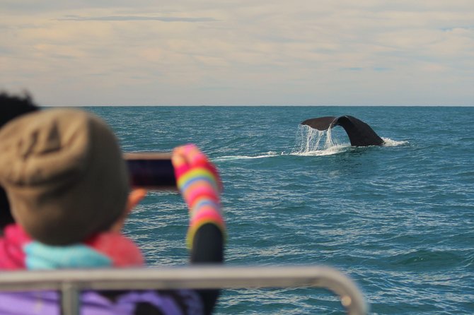 Whale Watching in Kaikoura by Boat - Why Kaikōura is such a good whale-watching base