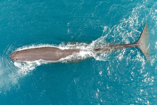 Whale Watching in Kaikoura by Boat - Looking for sperm whales in deep water