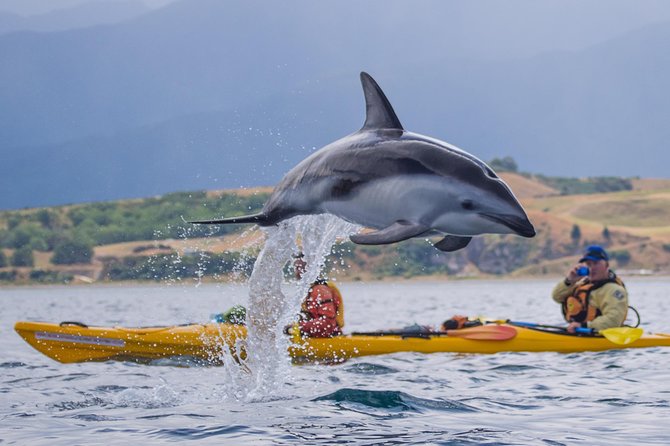 Whale Watching in Kaikoura by Boat - The extra wildlife can make your day