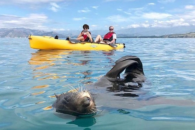 Whale Watching in Kaikoura by Boat - What rough water feels like