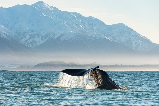 Whale Watching in Kaikoura by Boat - The catamaran ride to whale country