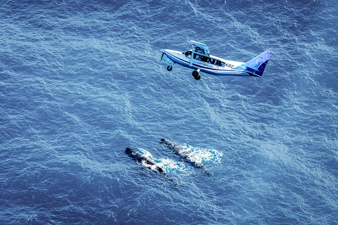 Whale Watching in Kaikoura - Ultimate Experience - Starting at 617 State Highway 1