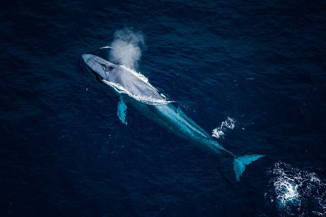 Whale Watching in Kaikoura - Ultimate Experience - The pilots make a difference