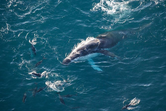 Whale Watching in Kaikoura - Ultimate Experience - How much value do you get for $152.46?