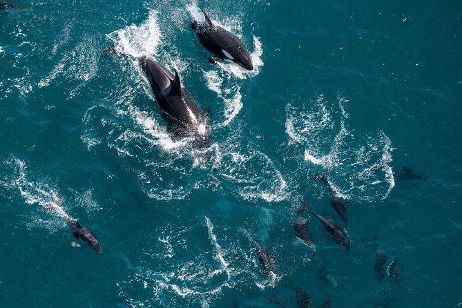 Whale Watching in Kaikoura - Ultimate Experience - Who will enjoy this experience most?