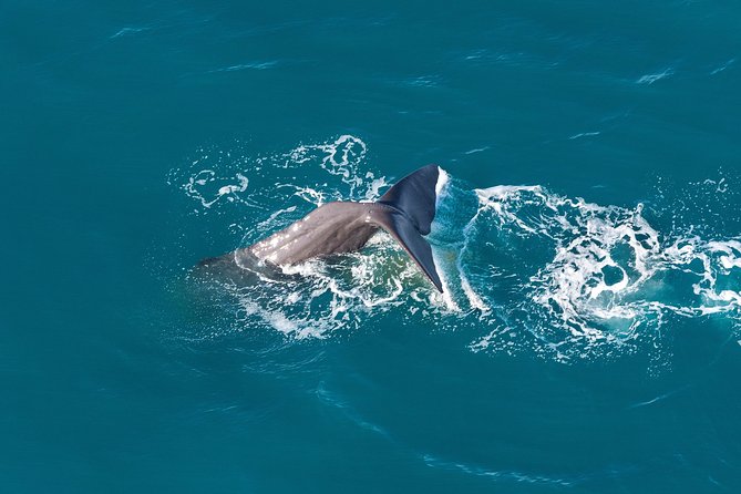 Whale Watching in Kaikoura - Ultimate Experience - The presentation and safety briefing