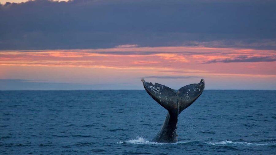 Whale Watching in La Paz – Gray Whale Encounter - Quick facts about the Puerto Chale whale trip