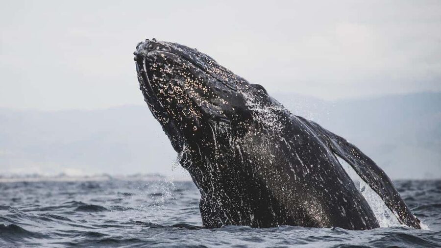 Whale Watching in La Paz – Gray Whale Encounter - Why Puerto Chale is worth the long road from La Paz