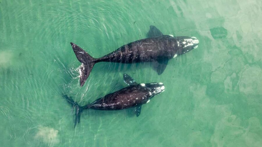 Whale Watching in La Paz – Gray Whale Encounter - Two hours by van through Baja California Sur