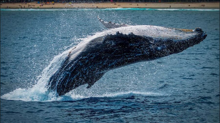 Whale Watching in La Paz – Gray Whale Encounter - Reaching Magdalena Bay and boarding the boat