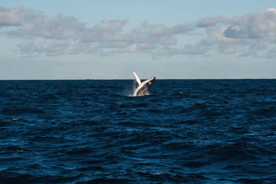 Whale Watching in La Paz – Gray Whale Encounter - What the small-group format changes