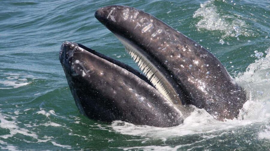 Whale Watching in La Paz – Gray Whale Encounter - Lunch at a local restaurant after whale watching