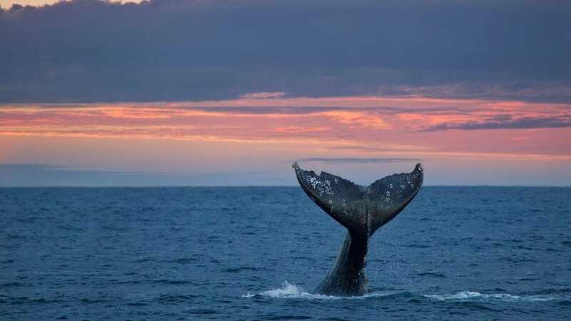 Whale Watching in La Paz – Gray Whale Encounter - Who should book this whale encounter?