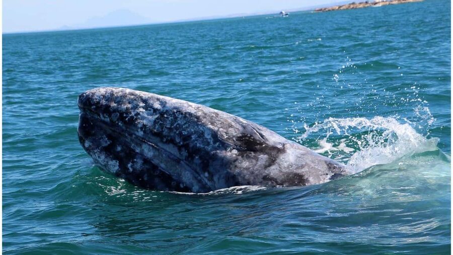 Whale Watching in La Paz – Gray Whale Encounter - The early start and the regional breakfast