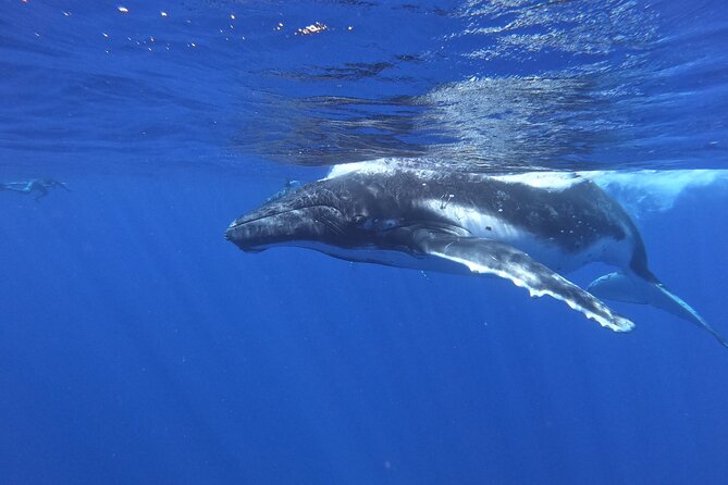 Whale watching in Moorea - Why the July to November season matters