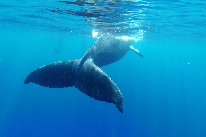 Whale watching in Moorea - What a whale encounter can look like