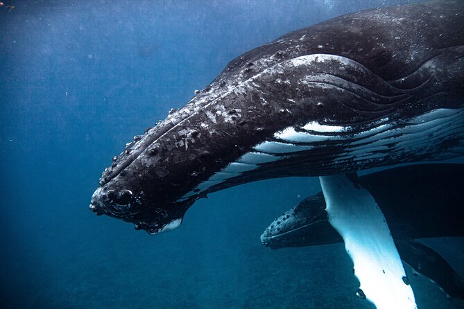 Whale watching in Moorea - What I like most about the crew