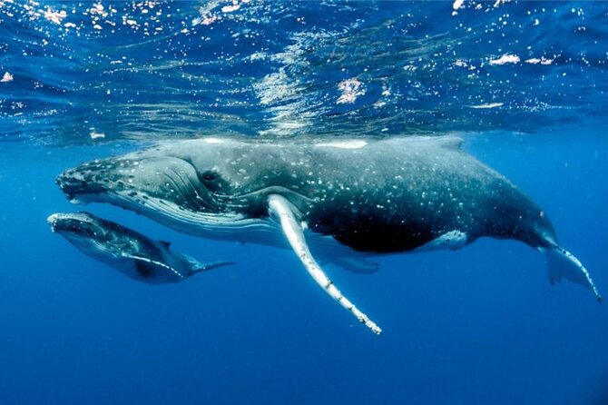 Whale watching in Moorea - Leaving Moorea for the open sea