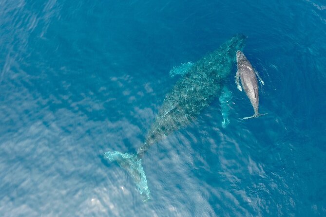 Whale Watching in Okinawa From Naha or Chatan - Why this Okinawa whale trip is worth considering