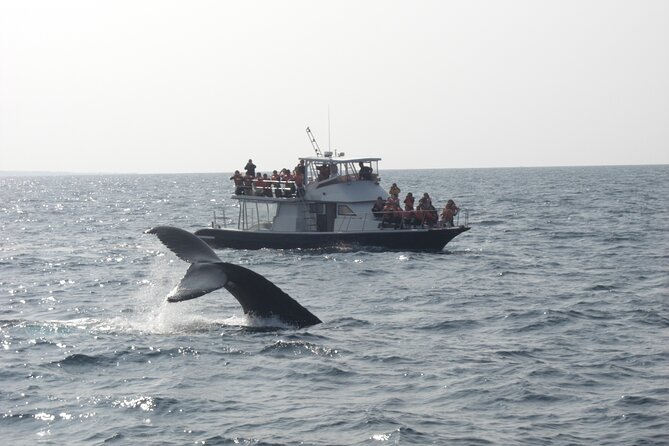 Whale Watching in Okinawa From Naha or Chatan - Keramashoto National Park and the whale habitat