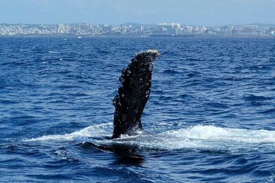 Whale Watching in Okinawa From Naha or Chatan