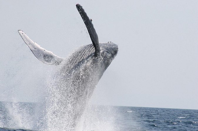 Whale Watching in Okinawa From Naha or Chatan - What the sightings can be like
