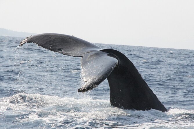 Whale Watching in Okinawa From Naha or Chatan - Whale sighting rules and the refund condition