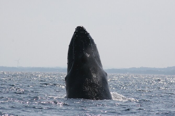 Whale Watching in Okinawa From Naha or Chatan - Price, group size, and what you receive
