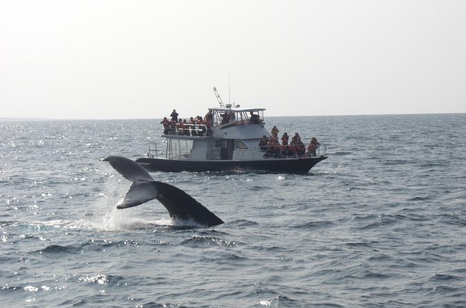 Whale Watching in Okinawa From Naha or Chatan - Health, clothing, and practical preparation