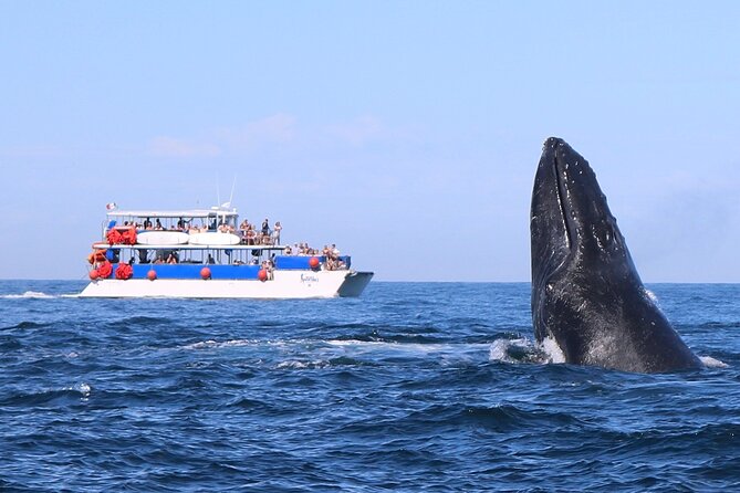 Whale Watching in Puerto Vallarta - Quick points before you book