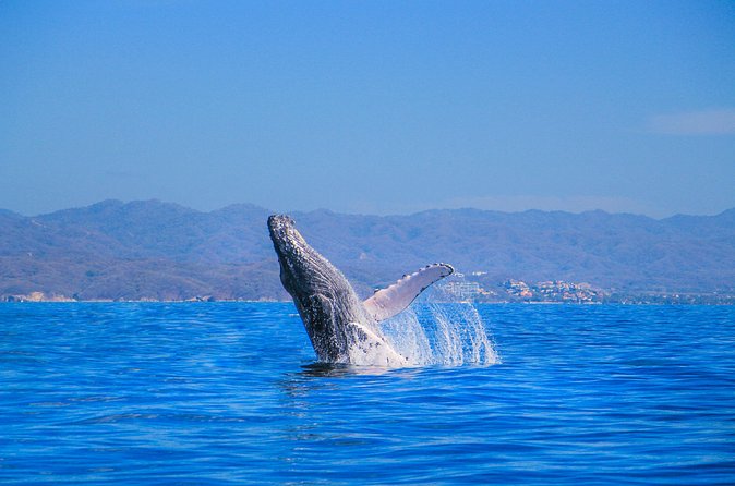 Whale Watching in Puerto Vallarta - Food, drinks, and practical comfort